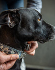 Dog Collar