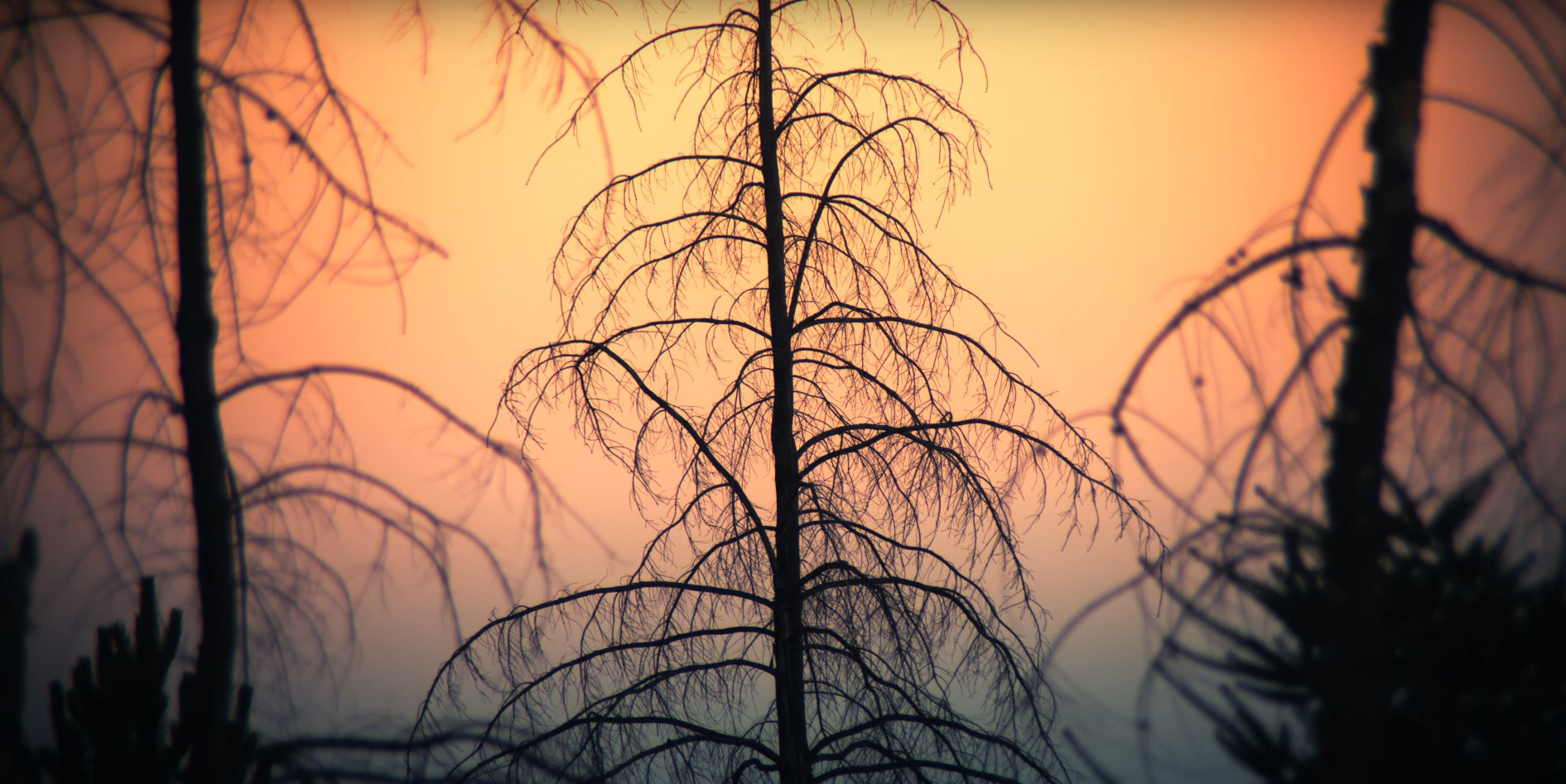 Remy Morton // Welcome to Ripton